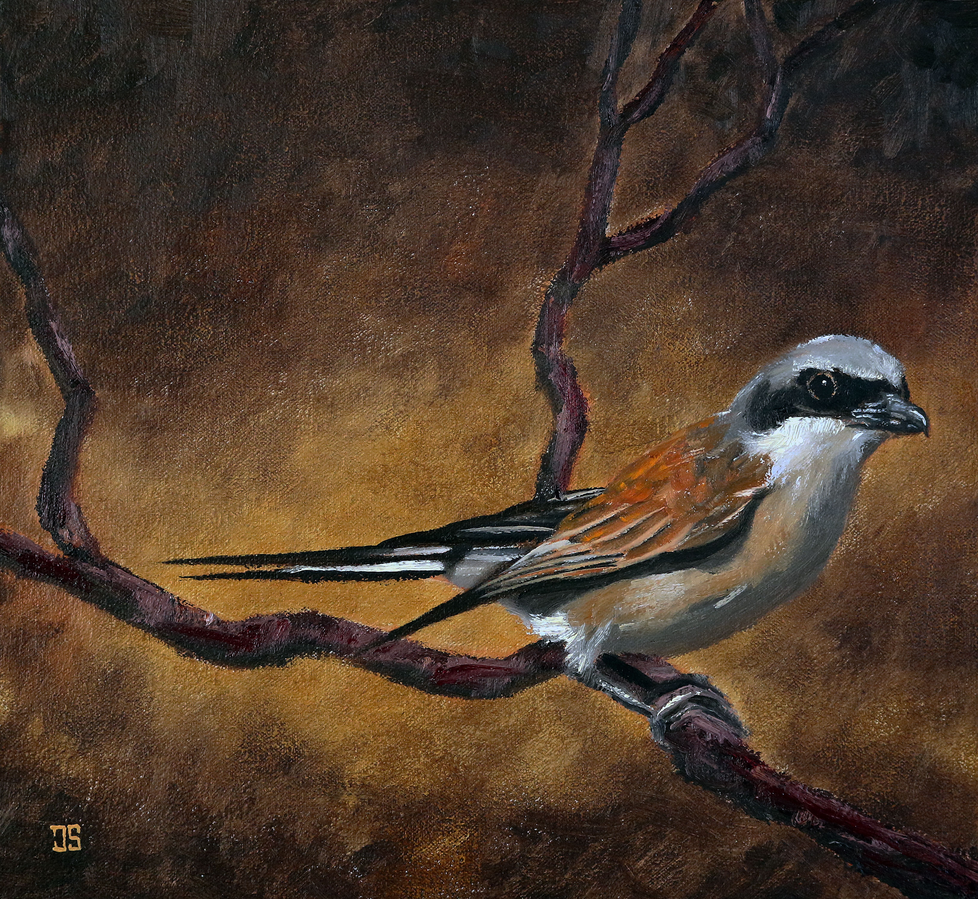 Oil painting "Red-Backed Shrike" by Jeffrey Dale Starr