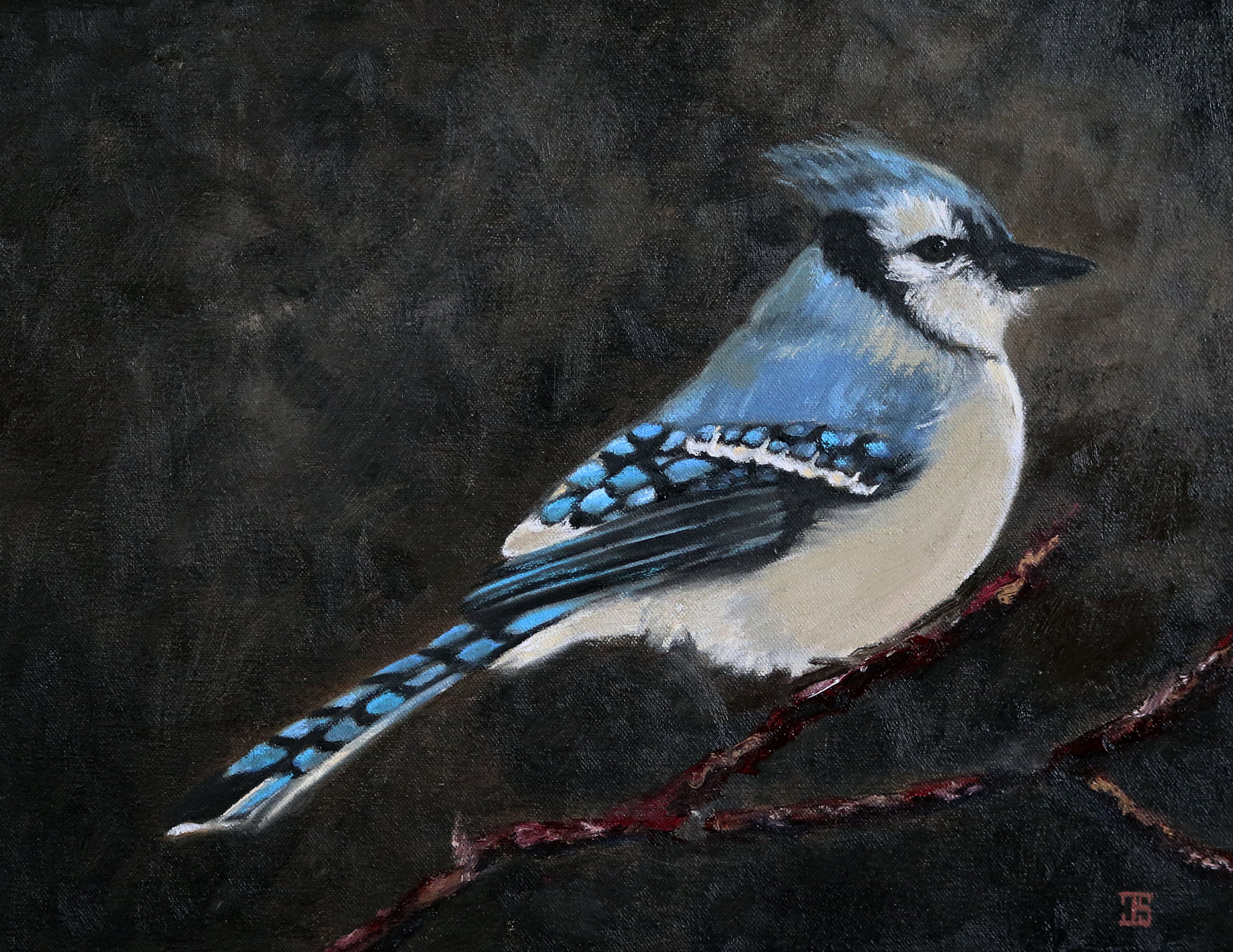 Birds of Cape Cod: Blue Jay