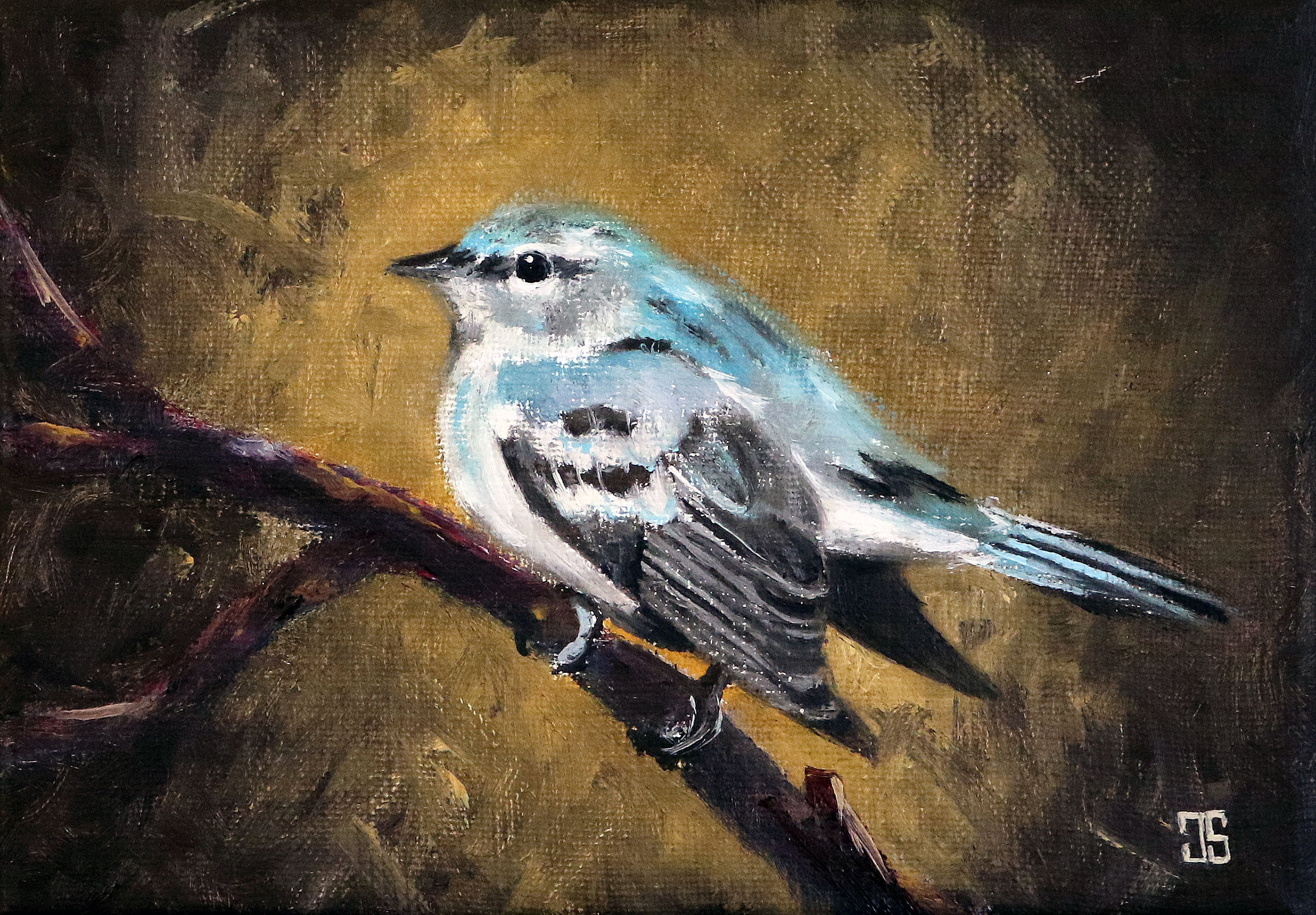 Birds of Cape Cod: Cerulean Warbler