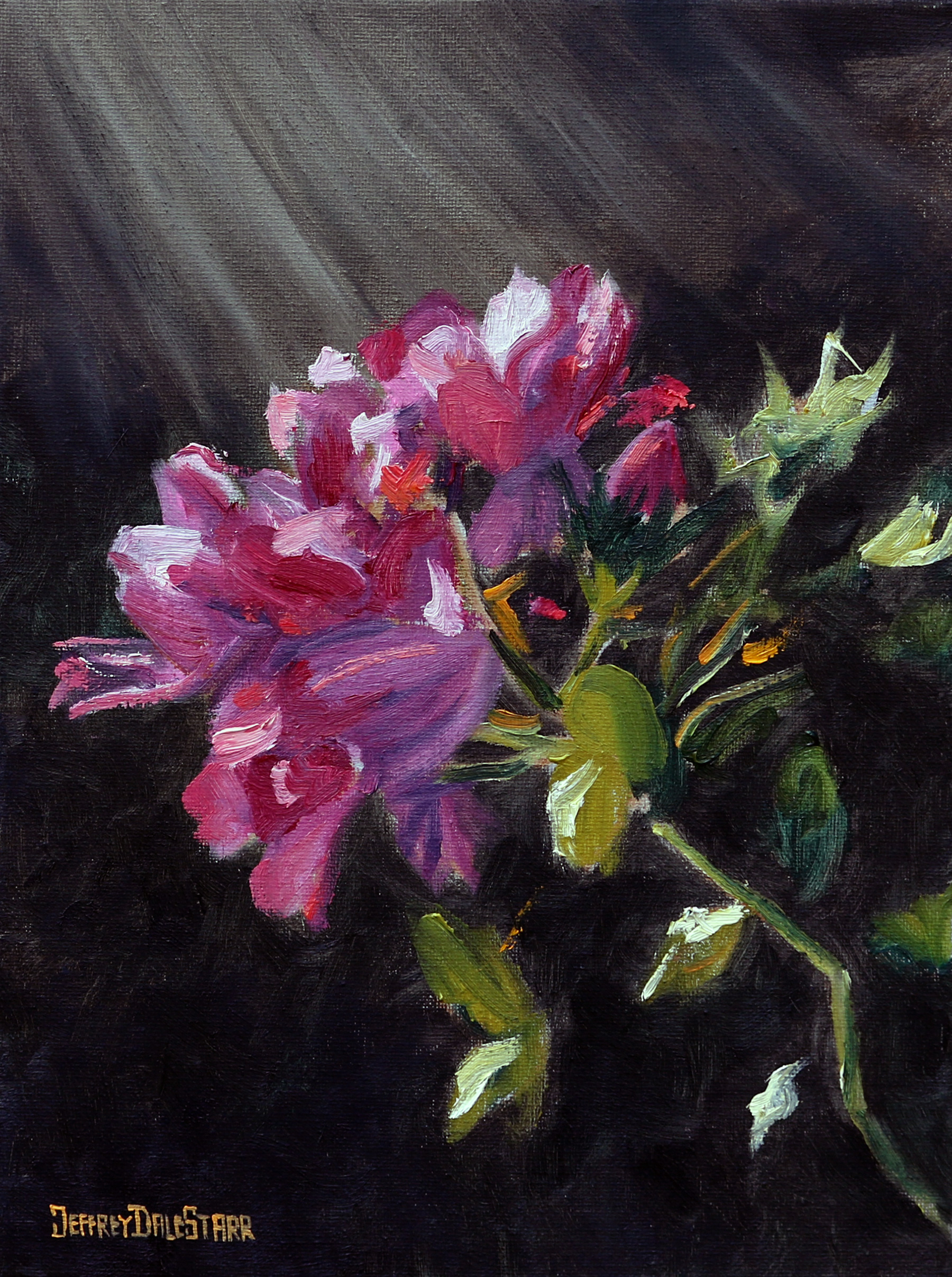 Oil painting "Knockout Roses Bathed in Sunlight" by Jeffrey Dale Starr