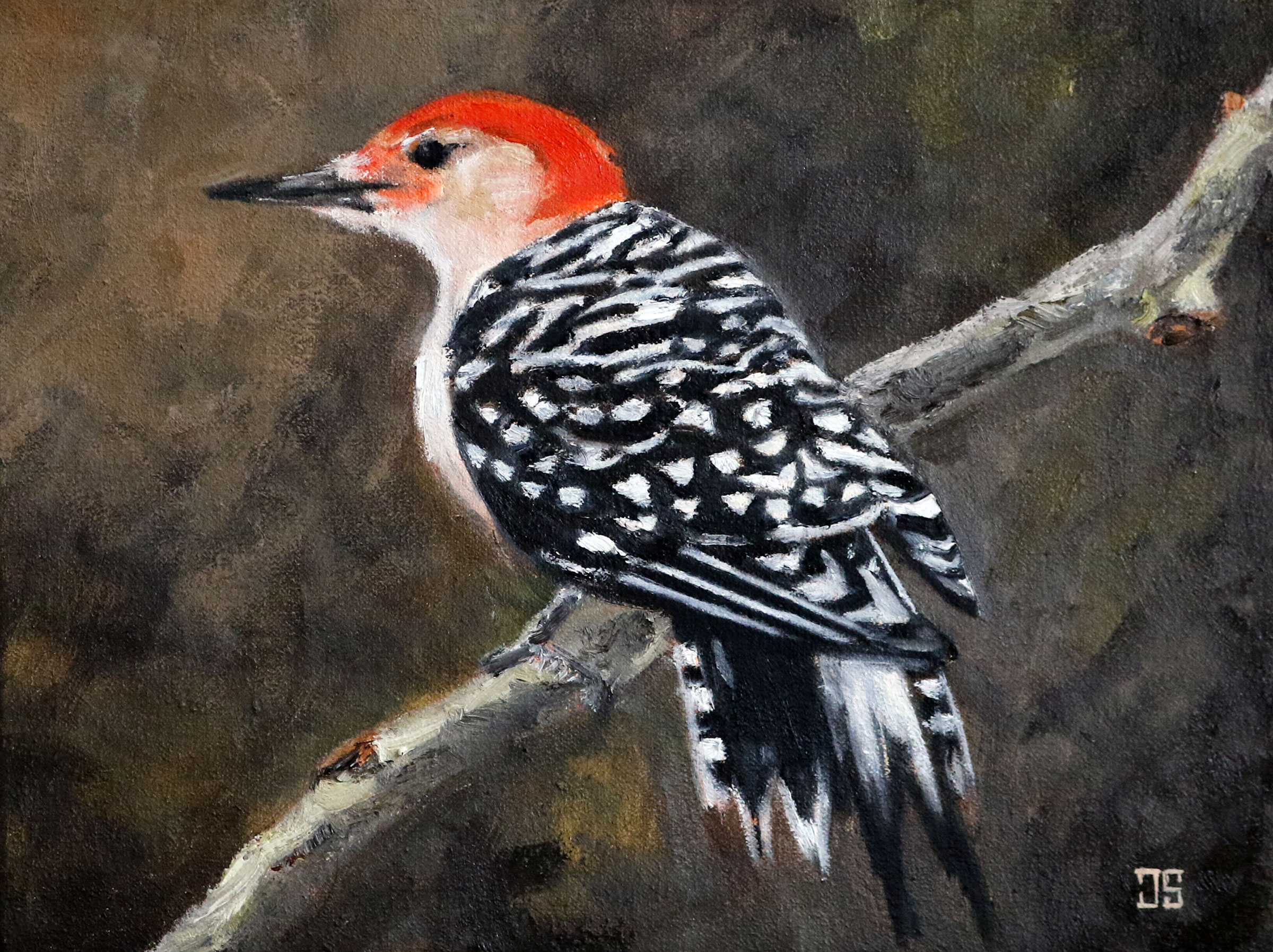 Birds of Cape Cod: Red-Bellied Woodpecker by Jeffrey Dale Starr