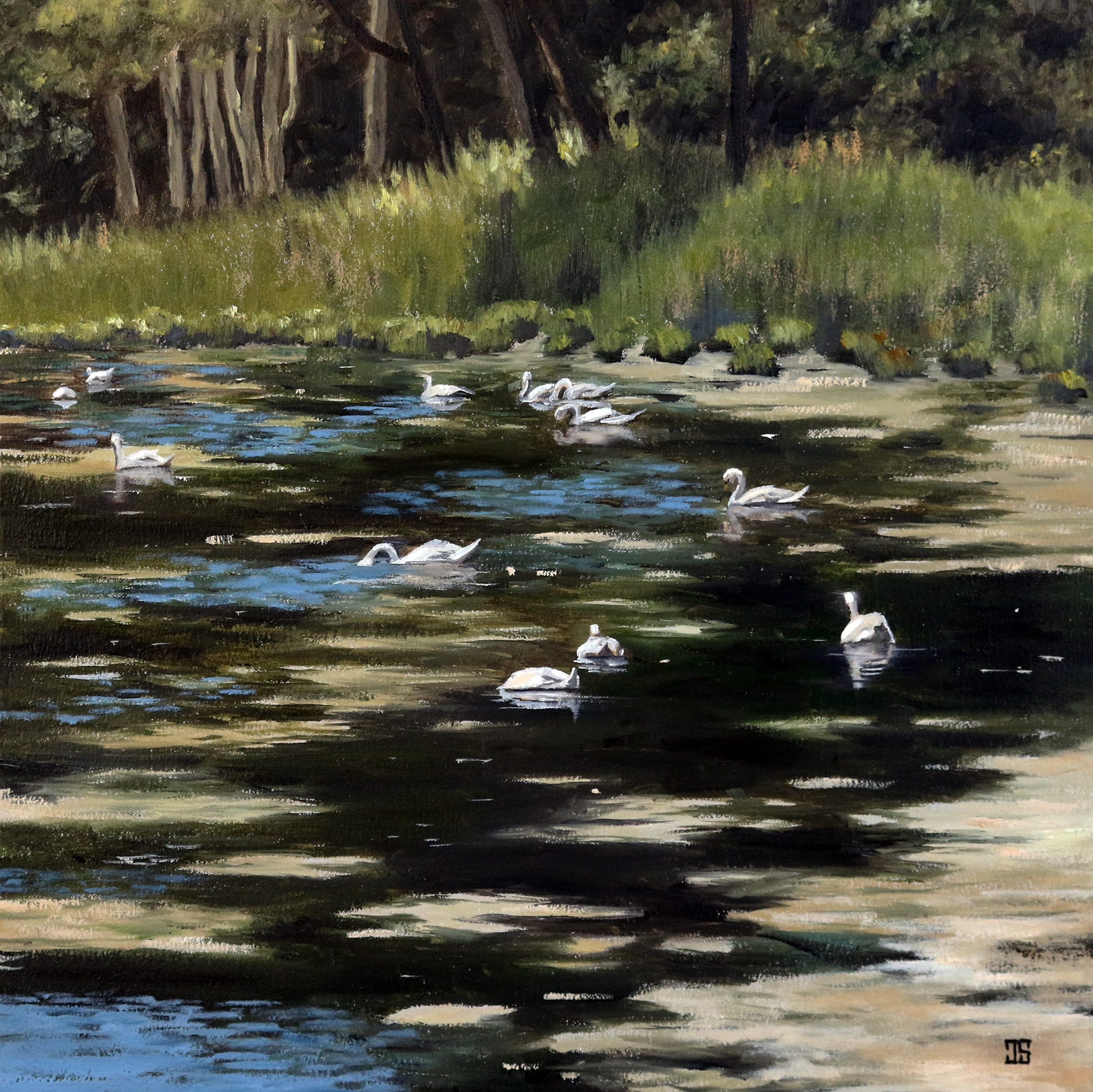Oil painting "Swans in Cotuit" by Jeffrey Dale Starr